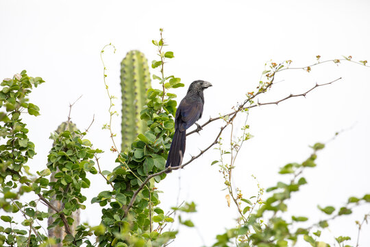 Groove-billed ani on a twig beside a cactus against a pale sky, Colombia