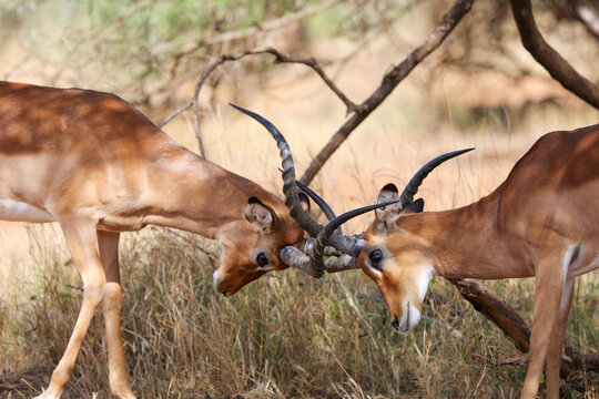 Two impala rams fighting in the shade of acacias, Samburu National Reserve, Kenya