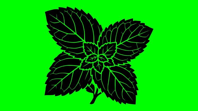 leaf illustration video animation freshness food nature silhouette green logo organic icon mint herb plant menthol peppermint natural fresh outline ingredient garden healthy for green screen footage