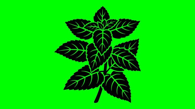 leaf illustration video animation freshness food nature silhouette green logo organic icon mint herb plant menthol peppermint natural fresh outline ingredient garden healthy for green screen footage