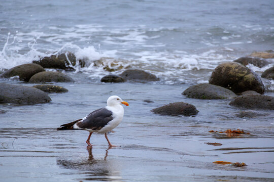 Western gull walking on wet sandy beach coast with splashing ocean waves and dark rocks in background, Tourmaline Surf Park limestones, San Diego, California