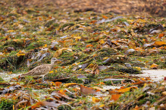 Hiding in a plain view, Whimbrel walking on a coastal beach covered in thick kelp seaweed beds looking for food at low tide, Tourmaline Surf Park limestones, San Diego, California