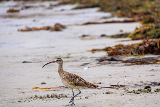 Eurasian whimbrel walking on a sandy coastal beach shore with scattered seaweed kelp in background, Tourmaline Surf Park limestones, San Diego, California