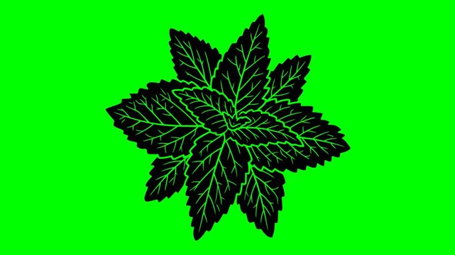 leaf illustration video animation freshness food nature silhouette green logo organic icon mint herb plant menthol peppermint natural fresh outline ingredient garden healthy for green screen footage
