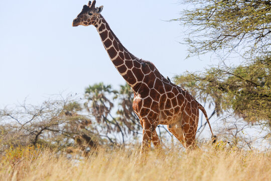 Reticulated giraffe striding through tall grass under acacias, Samburu National Reserve, Kenya