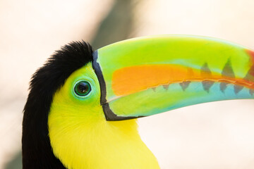 Detail of a keel-billed toucan eye and multicolored beak, Colombia © photogallet