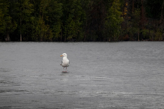 White headed gull standing in the water at a lake near Soldotna, Alaska on a summer day.