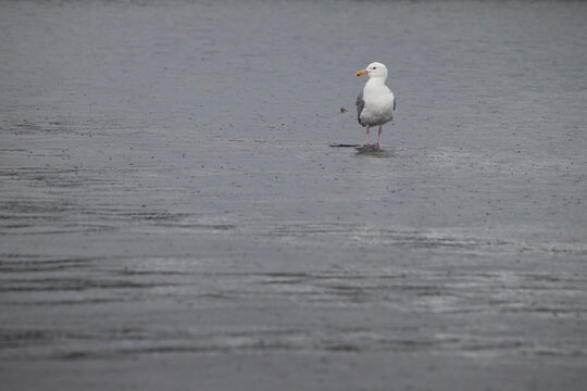 White headed gull standing in the water at a lake near Soldotna, Alaska on a summer day.
