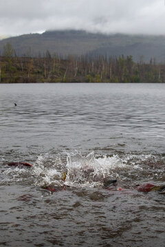Salmon splashing in the water on a cloudy summer day near Soldotna, Alaska.