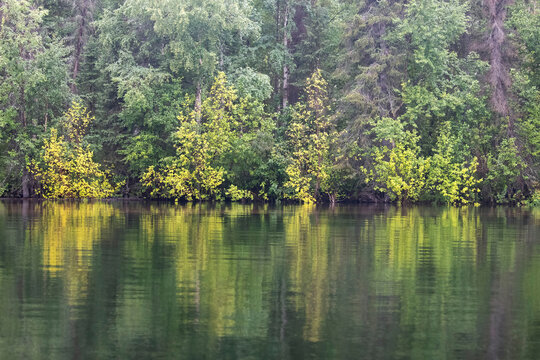 Reflection of trees turning yellow at a lake near Soldotna, Alaska on a summer day.