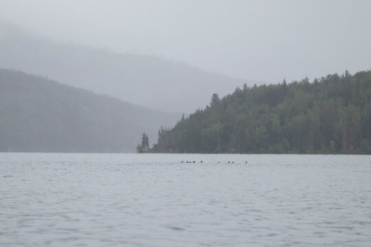 Ducks swimming in a lake with mountains in the background on a foggy summer day in Alaska. 