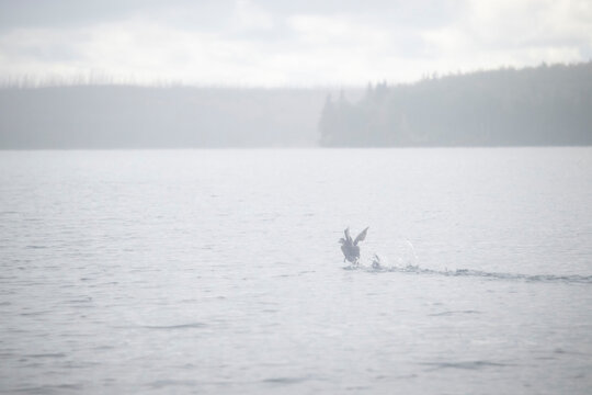 Water bird landing on water on a foggy summer day at a lake near Soldotna, Alaska.