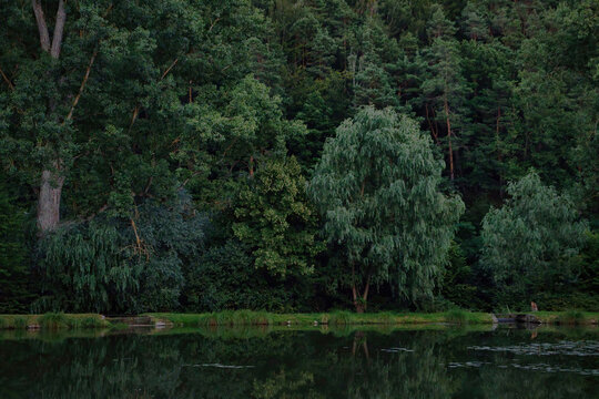 Green trees next to a lake on a summer day in Germany.
