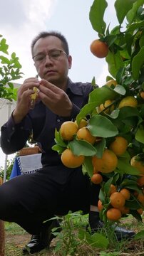 Vertical video:Orange branches bend down under ripe fruit, and orchard workers pick oranges into baskets.