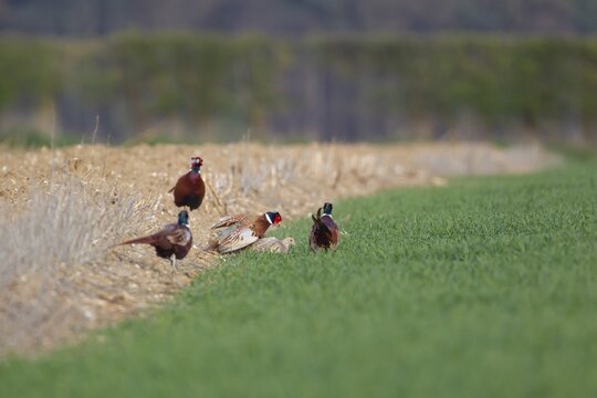 Common pheasant (Phasianus colchicus) three adult male birds watching a male and female bird mating on a farmland field, Suffolk, England, United Kingdom