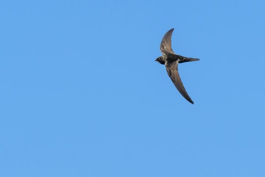 Common swifts (Apus apus) in flight, Zandvoort, North Holland, Netherlands