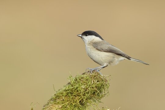 Marsh tit (Parus palustris) sitting on a tree stump, side view, Wilnsdorf, North Rhine-Westphalia, Germany
