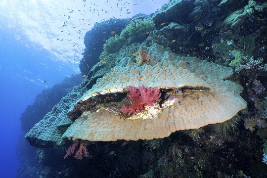 Mountain coral (Porites lutea), Daedalus Reef dive site, Egypt, Red Sea