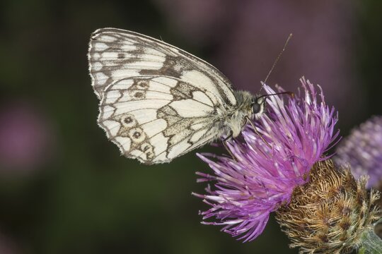 A checkerboard moth (Melanargia galathea) is perched on a scabious flower, feeding on nectar in a summery setting, Baden-W&uuml;rttemberg, Germany