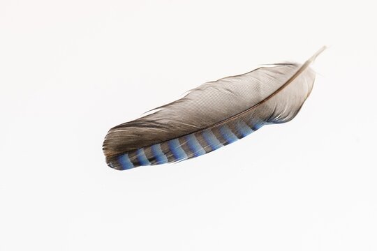Feather of a jay (Garrulus glandarius), exempted, Vechta, Lower Saxony, Germany
