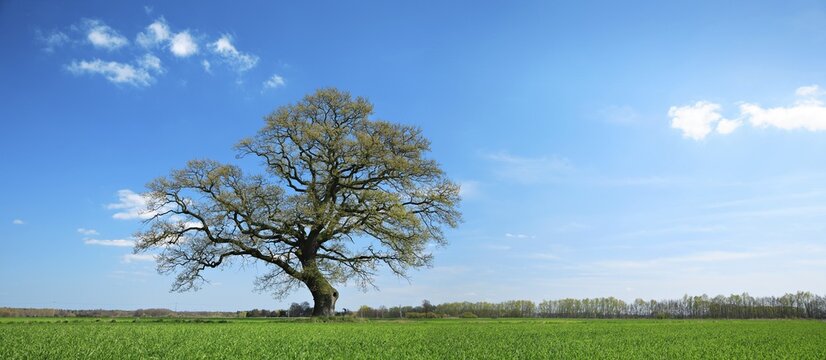 Beautifully shaped old solitary oak in green field in early spring, Mecklenburg-Western Pomerania, Germany