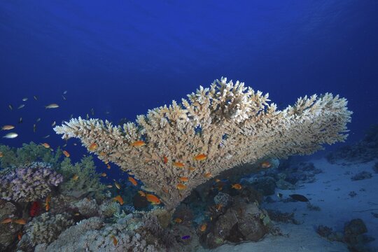 Pharaoh's antler coral (Acropora pharaonis) and school, school of fish, group of sea goldie (Pseudanthias squamipinnis), dive site Sataya Reef, Red Sea, Egypt