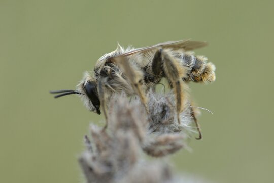 Apidae, Mount Rana, bees, Bohemian Central Mountains, Czech Republic, hymenoptera, tetralonia spec., Czech Republic, insects, insects