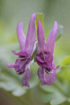 Corydalis solida (Corydalis solida), Emsland, Lower Saxony, Germany