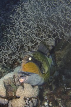 Titan triggerfish (Balistoides Viridescens), House Reef dive site, Mangrove Bay, El Quesir, Red Sea, Egypt