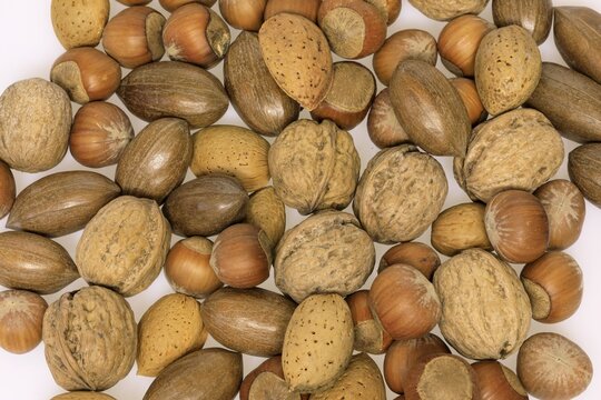 Nuts, mix, Almond tree (Prunus dulcis), Common hazel (Corylus avellana), Persian walnut (Juglans regia), Pecans (Carya illinoinensis), fruit, nuts, in shell, unshelled, Germany
