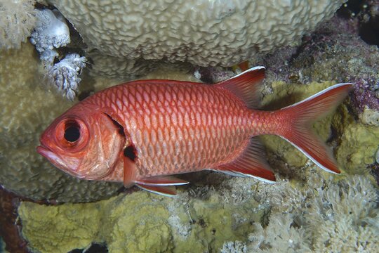 White fringed soldierfish (Myripristis murdian), House reef dive site, Mangrove Bay, El Quesir, Red Sea, Egypt