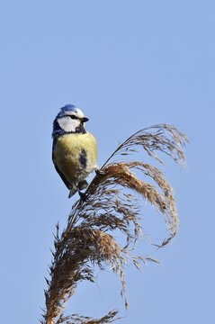 Blue tit (Cyanistes caeruleus, Parus caeruleus) sitting on reeds (Phragmites australis), North Rhine-Westphalia, Germany