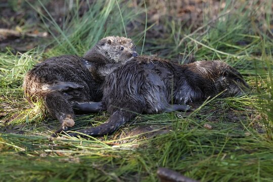 Two young european otter (Lutra lutra), playing in a meadow, captive