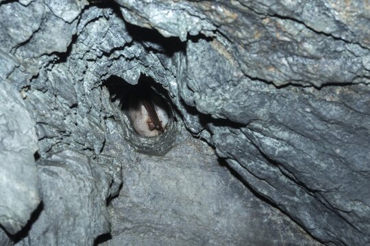 Greater mouse-eared bat, mouse-ear, myotis myotis, bats, chiroptera, bats, mammals, mammals, winter sleep, hibernation