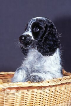 Cocker Spaniel puppy, Schwaz, Tyrol, Austria, Europe