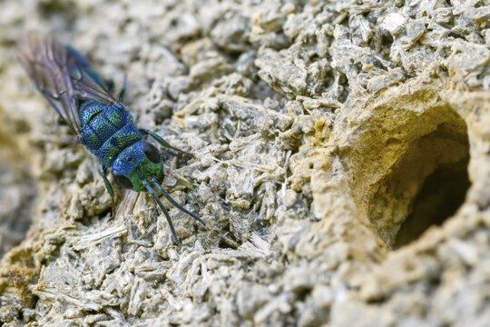 Blue golden wasp, cyan jewel wasp, golden wasp, hymenoptera, trichrysis cyanea, insects, insects