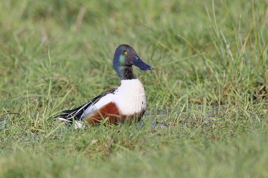 Shoveler (Spatula clypeata) in a wet meadow, spring, wildlife, bird, dabbling duck, H&uuml;de, Ochsenmoor, Lake D&uuml;mmer, H&uuml;de, Lower Saxony, Germany