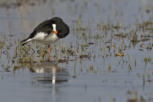 Eurasian oystercatcher (Haematopus ostralegus), Emsland, Lower Saxony, Germany