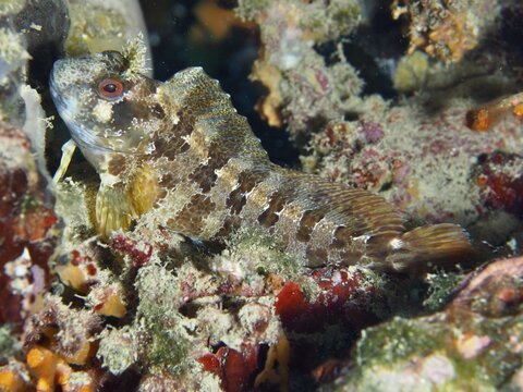 Tompot blenny (Parablennius gattorugine) resting on the bottom of a reef. Dive site Fraskeric, Stoja, Pula, Croatia, Mediterranean Sea
