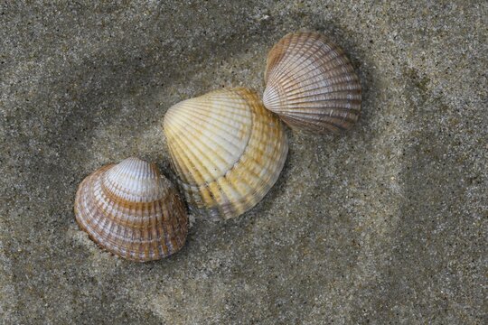 Cockle (Cardiidae) on the beach, North Sea, Spiekeroog, Lower Saxony, Germany