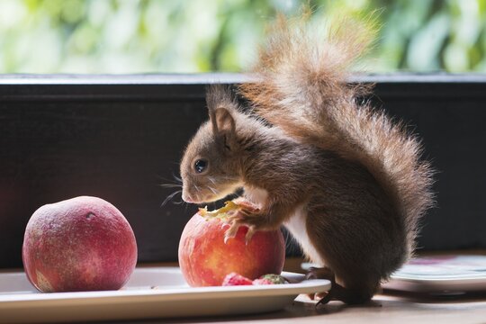 Young hand-raised squirrel (Sciurus vulgaris), eating an apple, Emsland, Lower Saxony, Germany