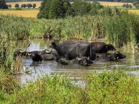 Artiodactyla, Bubalus Arnee, Even-Toed Ungulate, Frie&szlig;nitzer See-Struth, Germany, Greiz, Paarhufer, Thuringia, Water Buffalo, Grazing, Domesticated Animals, Extensive Grazing, Pet, Landscape, Mammals, Nature Reserve, Mammals, Nature Reserve, Mammals, Water Buffalo Pasture