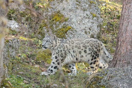 A snow leopard (Panthera uncia) runs along a mountainside between rocks and trees on a sunny day. Captive