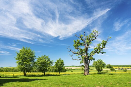 Landscape with old gnarled solitary english oak (Quercus robur) in a meadow in spring under a blue sky, former hute tree, natural monument, Reinhardswald, Hesse, Germany