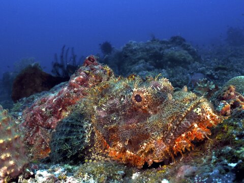 An orange-brown fish, fringed scorpionfish (Scorpaenopsis oxycephalus), camouflaging itself in a reef, dive site Gondol Bay, Gondol, Bali, Indonesia