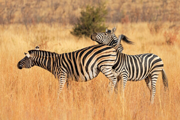 Two plains zebras (Equus burchelli) standing in grassland, Pilanesberg National Park, South Africa © EcoView