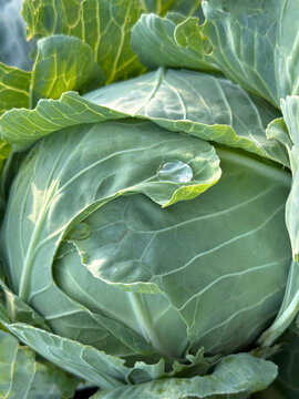 Cabbage with a drop of dew 