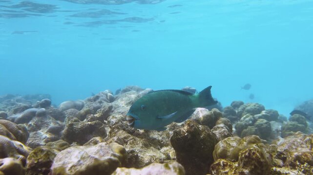 A beautifully vibrant blue Captain Parrotfish swimming over coral the crystal clear blue waters of a tropical reef lagoon in the Maldives, in the north central Indian Ocean. Captured in slow motion.