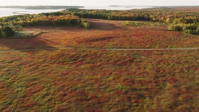 Wild blueberry barrens split by a dirt road near Jonesboro, Maine, tilt up to a bay