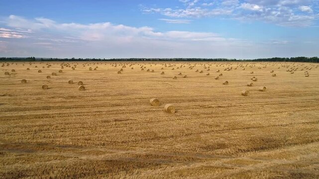 Panoramic view crosses a harvested grain field dotted with round straw bales as horizontal cut rows extend toward distant trees beneath pink and white clouds